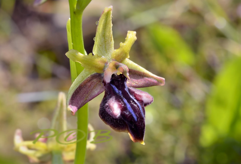 Ophrys morio,  flower 36 mm