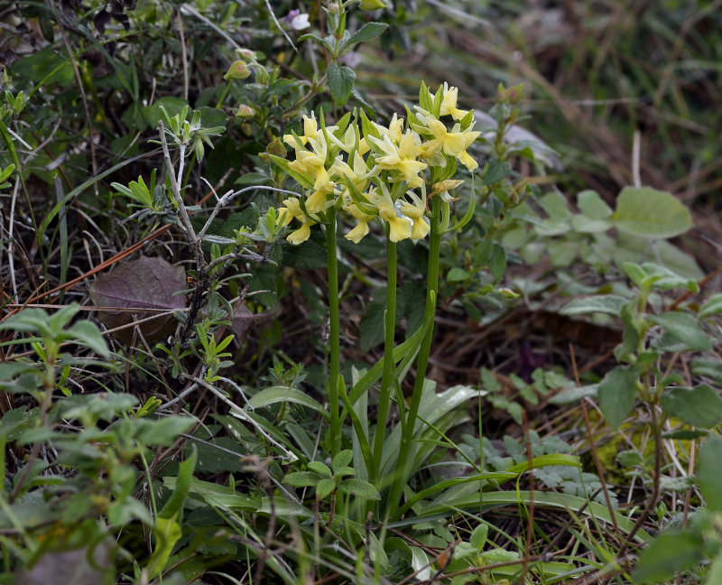 Dactylorhiza romana