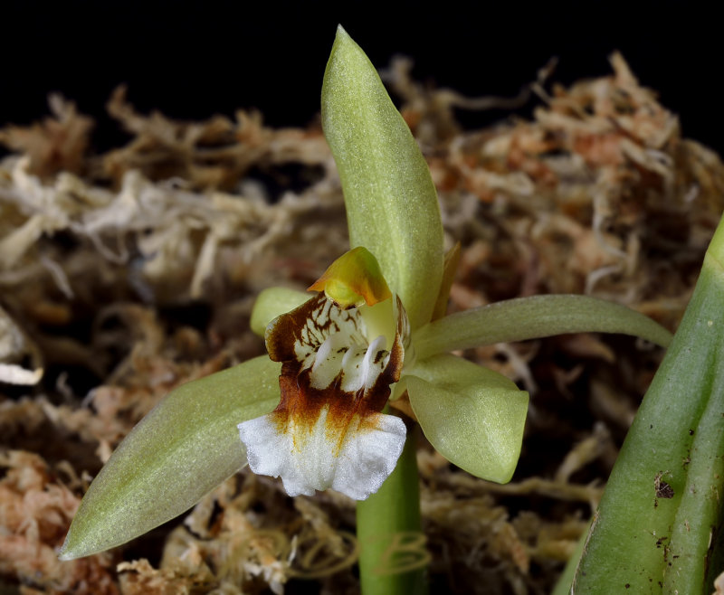 Coelogyne confusa