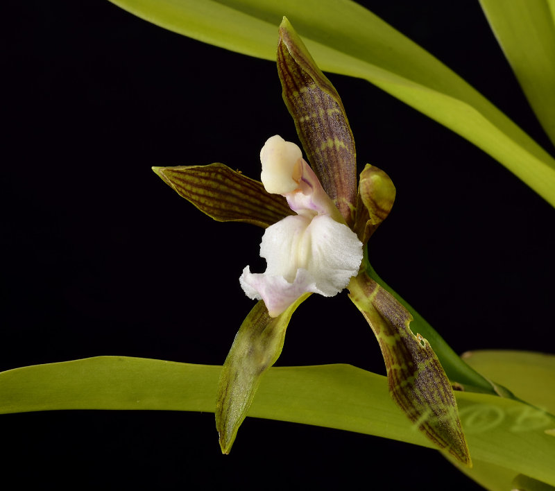 Aspasia psittacina