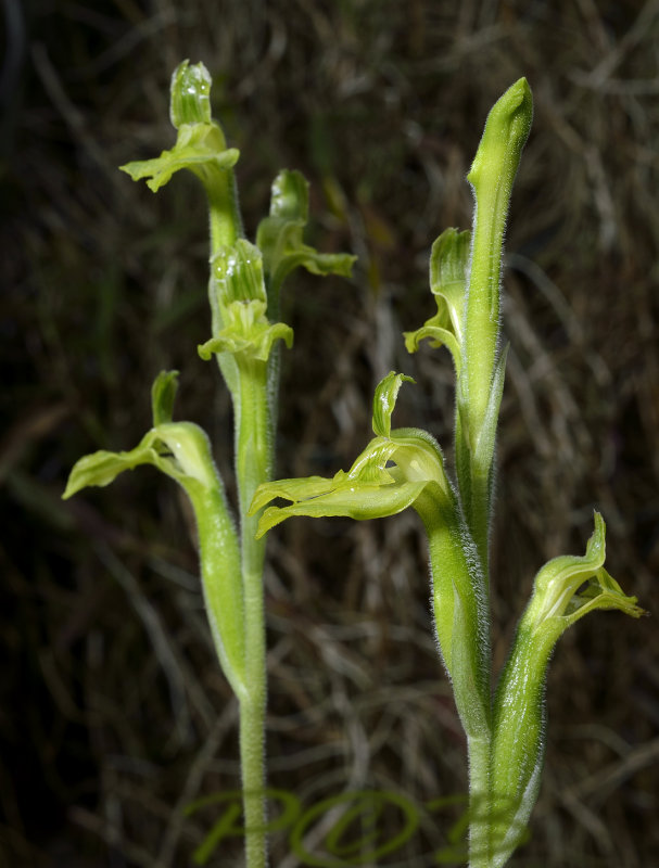 Sarcoglottis sceptroides