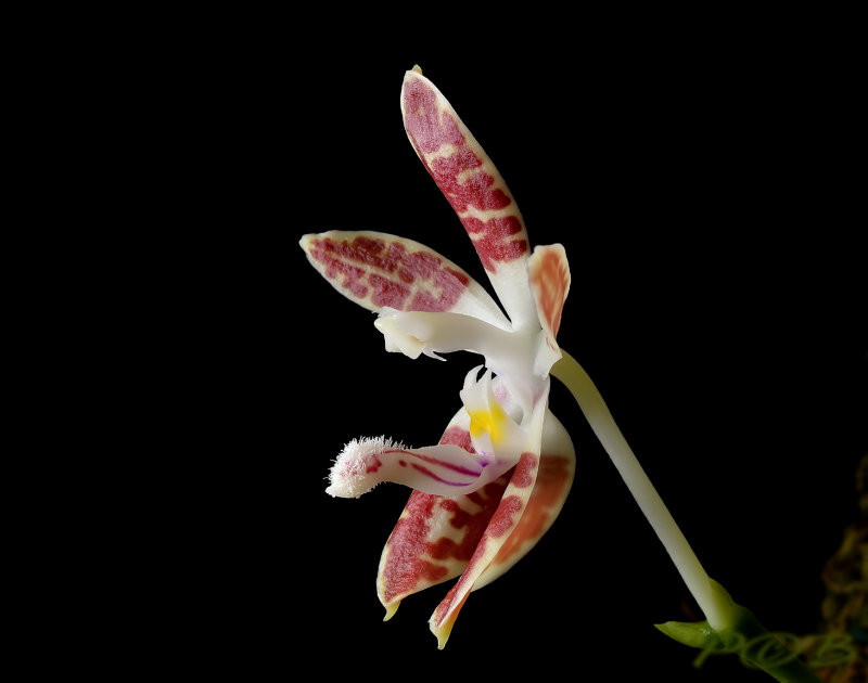 Phalaenopsis sumatrana variety