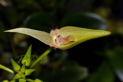 Bulbophyllum blepharistes, flower 3  cm