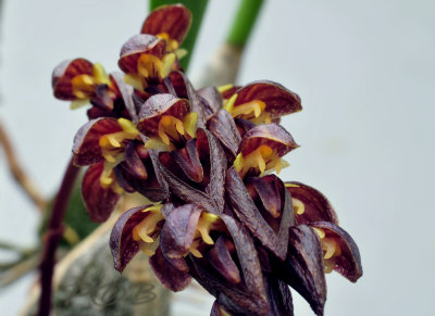 Bulbophyllum tricorne