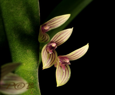 Pleurothallis sicaria