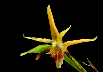 Maxillaria sangay, flower about 5 cm