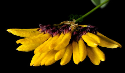 Bulbophyllum retusiusculum