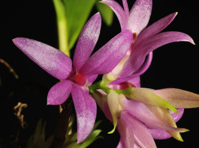 Dendrobium tanni