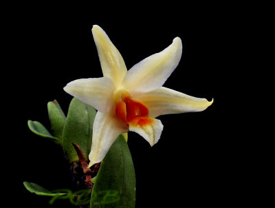 Dendrobium vogelsangii