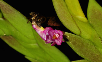 Dendrobium rosellum, 5 mm