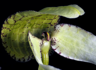 Bulbophyllum cominsii 