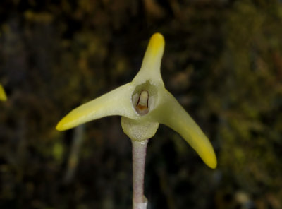 Masdevallia minuta, flower 12 mm across