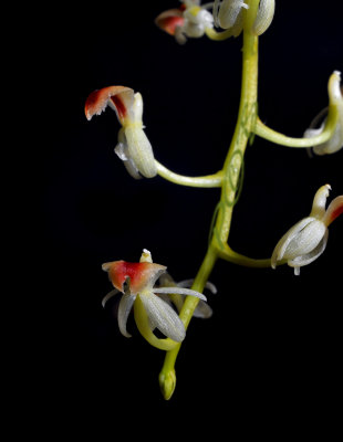 Liparis rhombea, flower 8 mm across