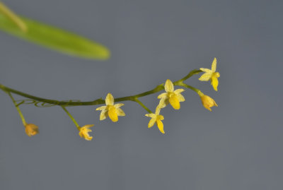 Platystele ovatilabia, flowers 2-3 mm