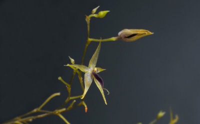Platystele oxyglossa, flower 5mm across