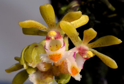 Gastrochilus suavis, flowers 2½  cm