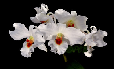 Dendrobium igneoniveum, flowers 4 cm