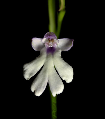 Cynorkis fastigiata, flower 2 cm