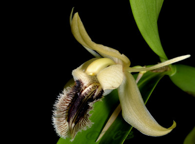 Coelogyne ovalis, 4 cm