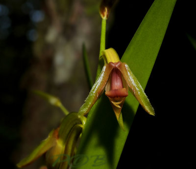 Eria carinata, photo taken in Tailand, loei prov.