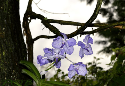 Vanda coerulea, flowers 6 cm