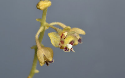 Eria sp. 1 cm, plant 1 mtr.