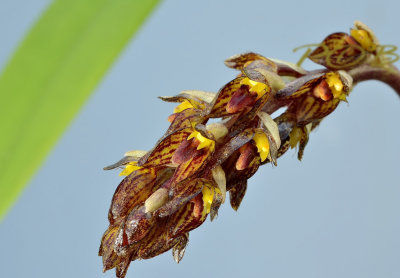 Bulbophyllum tridentatum