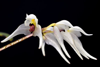 Bulbophyllum acutiflorum, individual flower 2 cm across