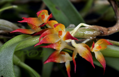 Bulbophyllum congestum
