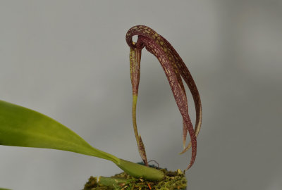 Bulbophyllum longisepalem