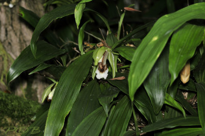 Coelogyne speciosa green variety