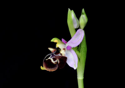 Ophrys dodekanensis