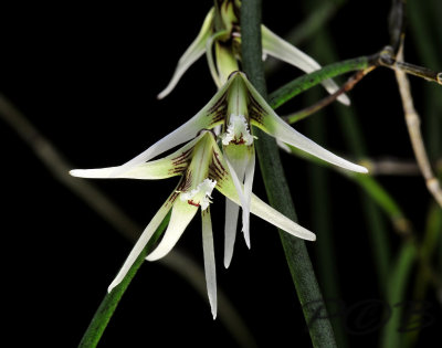 Dendrobium teretifolium variety 