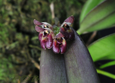 Pleurothallis declipiens, flowers about 4 mm across