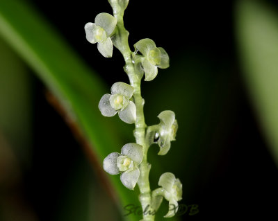 Stelis fendleri, flowers 2 mm