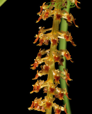 Oberonia ensiformis, flower 2½ mm