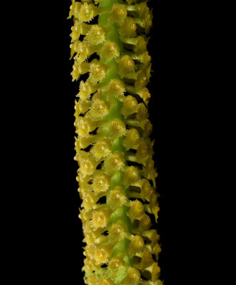 Oberonia longifolia, flowers 2 mm