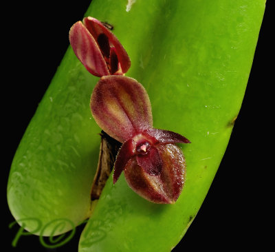 Acronia spec. 1 cm