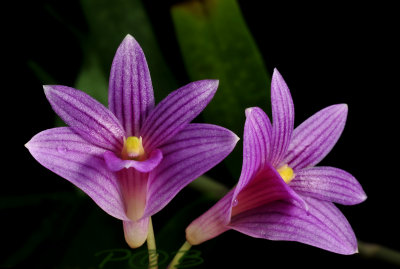 Dendrobium Goldschmitianum