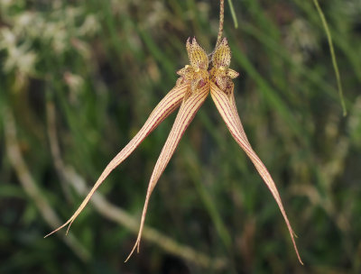 Bulbophyllum sanguineopunctata