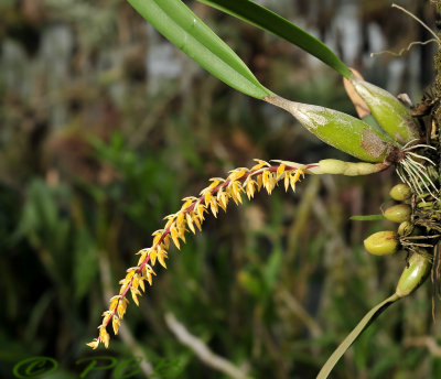 Bulbophyllum rufinum