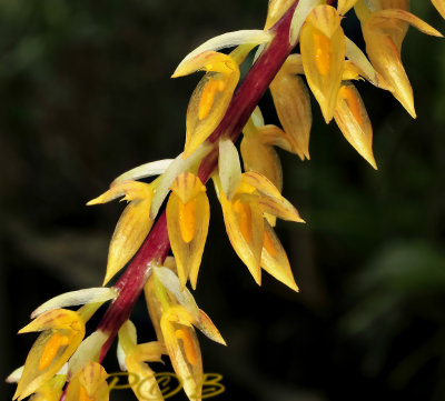 Bulbophyllum rufinum
