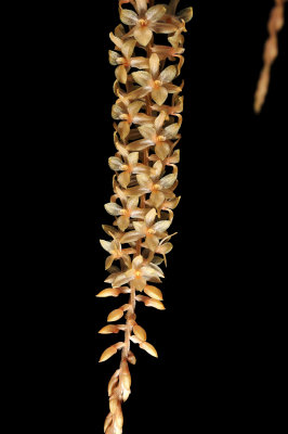 Dendrochilum pangasinanense ,flowers 8 mm