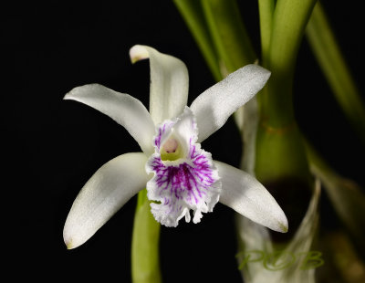 Cattleya lundii, flower 3 cm (former Laelia lundii)