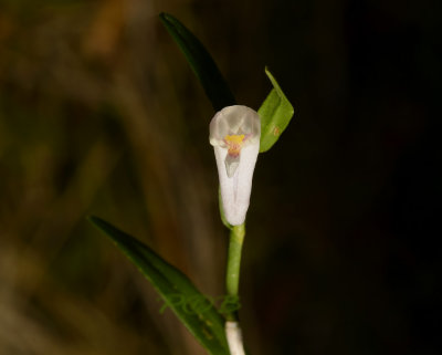 Dendrobium truncatum, 1 cm