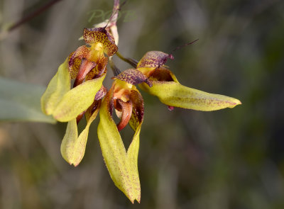 Bulbophyllum longiflorum, yellow