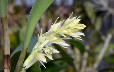 Bulbophyllum spec.  1  cm