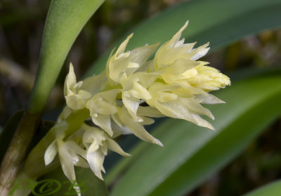 Bulbophyllum spec. 1  cm