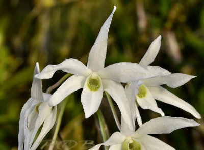 Dendrobium monilliforme