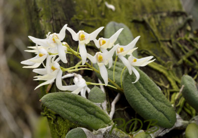 Dendrobium linguiforme var. nurgentii
